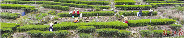 茶葉產(chǎn)業(yè).jpg