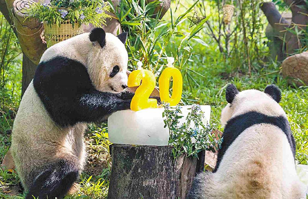 國寶迎全運(yùn)