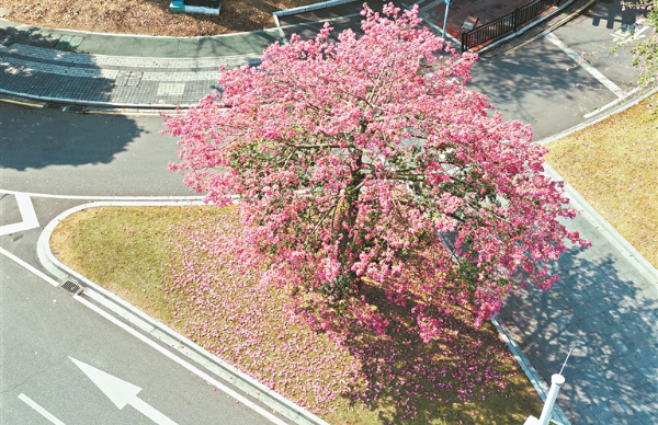 冬日花城披粉黛 廣州美麗異木棉盛放勾勒城市生態(tài)畫卷