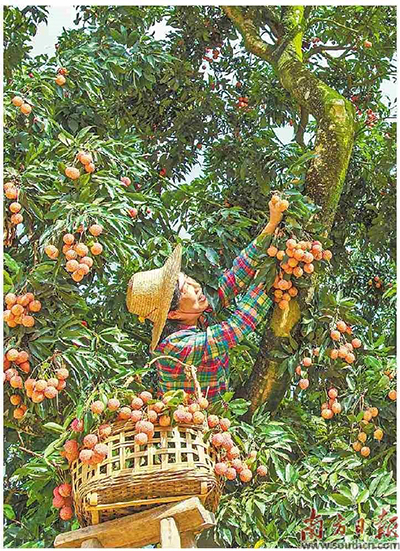 果農(nóng)正在摘荔枝.jpg