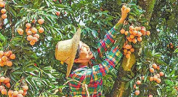 廣東立足資源稟賦“一縣一策”發(fā)展特色優(yōu)勢(shì)產(chǎn)業(yè) 激發(fā)縣域經(jīng)濟(jì)澎湃動(dòng)能