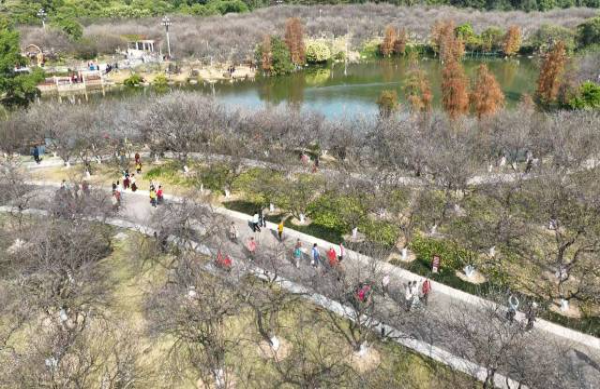 “蘿崗香雪”已進(jìn)入盛花期 連片梅林潔白如雪